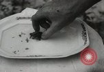 Immagine di Due tartaruga con testa Gainesville Florida USA, 1931, secondo 29 filmato di repertorio 65675023611