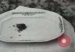 Immagine di Due tartaruga con testa Gainesville Florida USA, 1931, secondo 30 filmato di repertorio 65675023611
