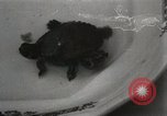 Immagine di Due tartaruga con testa Gainesville Florida USA, 1931, secondo 33 filmato di repertorio 65675023611
