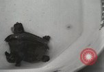 Immagine di Due tartaruga con testa Gainesville Florida USA, 1931, secondo 37 filmato di repertorio 65675023611