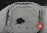 Immagine di Due tartaruga con testa Gainesville Florida USA, 1931, secondo 43 filmato di repertorio 65675023611