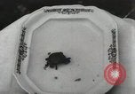 Immagine di Due tartaruga con testa Gainesville Florida USA, 1931, secondo 44 filmato di repertorio 65675023611