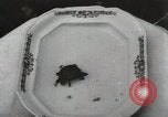 Immagine di Due tartaruga con testa Gainesville Florida USA, 1931, secondo 45 filmato di repertorio 65675023611