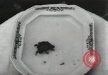 Immagine di Due tartaruga con testa Gainesville Florida USA, 1931, secondo 47 filmato di repertorio 65675023611