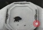 Immagine di Due tartaruga con testa Gainesville Florida USA, 1931, secondo 48 filmato di repertorio 65675023611