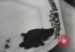 Immagine di Due tartaruga con testa Gainesville Florida USA, 1931, secondo 53 filmato di repertorio 65675023611