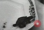 Immagine di Due tartaruga con testa Gainesville Florida USA, 1931, secondo 55 filmato di repertorio 65675023611