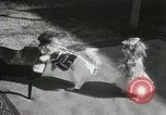 Immagine di Cani eseguire nella Revue Hollywood California USA, 1931, secondo 13 filmato di repertorio 65675023622