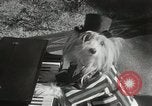 Immagine di Cani eseguire nella Revue Hollywood California USA, 1931, secondo 18 filmato di repertorio 65675023622