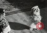 Immagine di Cani eseguire nella Revue Hollywood California USA, 1931, secondo 27 filmato di repertorio 65675023622