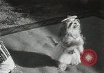 Immagine di Cani eseguire nella Revue Hollywood California USA, 1931, secondo 29 filmato di repertorio 65675023622