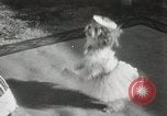 Immagine di Cani eseguire nella Revue Hollywood California USA, 1931, secondo 30 filmato di repertorio 65675023622