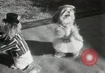 Immagine di Cani eseguire nella Revue Hollywood California USA, 1931, secondo 35 filmato di repertorio 65675023622