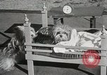 Immagine di Cani eseguire nella Revue Hollywood California USA, 1931, secondo 38 filmato di repertorio 65675023622