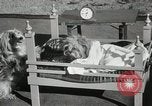 Immagine di Cani eseguire nella Revue Hollywood California USA, 1931, secondo 40 filmato di repertorio 65675023622