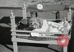 Immagine di Cani eseguire nella Revue Hollywood California USA, 1931, secondo 44 filmato di repertorio 65675023622