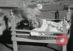 Immagine di Cani eseguire nella Revue Hollywood California USA, 1931, secondo 45 filmato di repertorio 65675023622