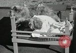 Immagine di Cani eseguire nella Revue Hollywood California USA, 1931, secondo 46 filmato di repertorio 65675023622
