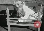 Immagine di Cani eseguire nella Revue Hollywood California USA, 1931, secondo 47 filmato di repertorio 65675023622