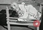Immagine di Cani eseguire nella Revue Hollywood California USA, 1931, secondo 48 filmato di repertorio 65675023622