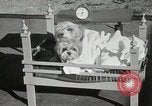 Immagine di Cani eseguire nella Revue Hollywood California USA, 1931, secondo 49 filmato di repertorio 65675023622