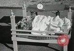 Immagine di Cani eseguire nella Revue Hollywood California USA, 1931, secondo 50 filmato di repertorio 65675023622