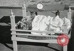 Immagine di Cani eseguire nella Revue Hollywood California USA, 1931, secondo 52 filmato di repertorio 65675023622