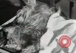Immagine di Cani eseguire nella Revue Hollywood California USA, 1931, secondo 53 filmato di repertorio 65675023622