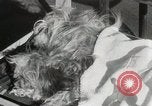 Immagine di Cani eseguire nella Revue Hollywood California USA, 1931, secondo 54 filmato di repertorio 65675023622