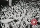 Standbild Szenen der Geflügelfarm Berlin Deutschland, 1931, aus Sekunde 10 historischem Filmmaterial Videoclip 65675023633