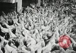 Standbild Szenen der Geflügelfarm Berlin Deutschland, 1931, aus Sekunde 12 historischem Filmmaterial Videoclip 65675023633