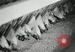 Standbild Szenen der Geflügelfarm Berlin Deutschland, 1931, aus Sekunde 19 historischem Filmmaterial Videoclip 65675023633