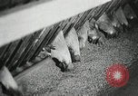 Standbild Szenen der Geflügelfarm Berlin Deutschland, 1931, aus Sekunde 20 historischem Filmmaterial Videoclip 65675023633