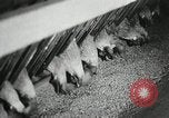Standbild Szenen der Geflügelfarm Berlin Deutschland, 1931, aus Sekunde 22 historischem Filmmaterial Videoclip 65675023633