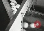 Standbild Szenen der Geflügelfarm Berlin Deutschland, 1931, aus Sekunde 43 historischem Filmmaterial Videoclip 65675023633