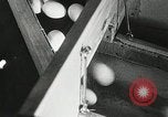 Standbild Szenen der Geflügelfarm Berlin Deutschland, 1931, aus Sekunde 44 historischem Filmmaterial Videoclip 65675023633