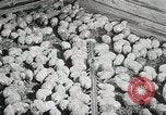 Standbild Szenen der Geflügelfarm Berlin Deutschland, 1931, aus Sekunde 51 historischem Filmmaterial Videoclip 65675023633