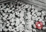 Standbild Szenen der Geflügelfarm Berlin Deutschland, 1931, aus Sekunde 52 historischem Filmmaterial Videoclip 65675023633