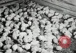 Standbild Szenen der Geflügelfarm Berlin Deutschland, 1931, aus Sekunde 53 historischem Filmmaterial Videoclip 65675023633