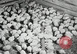 Standbild Szenen der Geflügelfarm Berlin Deutschland, 1931, aus Sekunde 54 historischem Filmmaterial Videoclip 65675023633