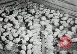 Standbild Szenen der Geflügelfarm Berlin Deutschland, 1931, aus Sekunde 55 historischem Filmmaterial Videoclip 65675023633