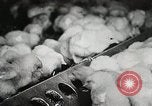 Standbild Szenen der Geflügelfarm Berlin Deutschland, 1931, aus Sekunde 56 historischem Filmmaterial Videoclip 65675023633