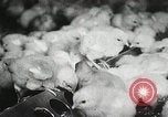 Standbild Szenen der Geflügelfarm Berlin Deutschland, 1931, aus Sekunde 57 historischem Filmmaterial Videoclip 65675023633