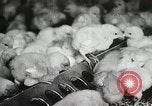 Standbild Szenen der Geflügelfarm Berlin Deutschland, 1931, aus Sekunde 58 historischem Filmmaterial Videoclip 65675023633