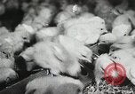 Standbild Szenen der Geflügelfarm Berlin Deutschland, 1931, aus Sekunde 59 historischem Filmmaterial Videoclip 65675023633