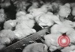 Standbild Szenen der Geflügelfarm Berlin Deutschland, 1931, aus Sekunde 60 historischem Filmmaterial Videoclip 65675023633