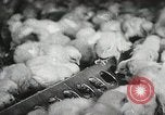 Standbild Szenen der Geflügelfarm Berlin Deutschland, 1931, aus Sekunde 61 historischem Filmmaterial Videoclip 65675023633