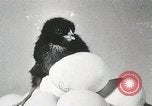 Standbild Szenen der Geflügelfarm Berlin Deutschland, 1931, aus Sekunde 62 historischem Filmmaterial Videoclip 65675023633