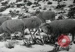 Image peuple Navajo United States USA, 1938, de la seconde 23 séquences d'archives historiques vidéo 65675023686