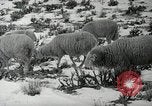 Image peuple Navajo United States USA, 1938, de la seconde 24 séquences d'archives historiques vidéo 65675023686